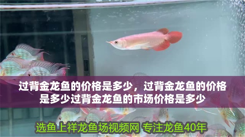 過背金龍魚的價格是多少，過背金龍魚的價格是多少過背金龍魚的市場價格是多少