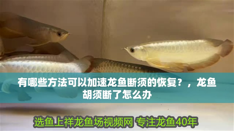 有哪些方法可以加速龍魚斷須的恢復？，龍魚胡須斷了怎么辦