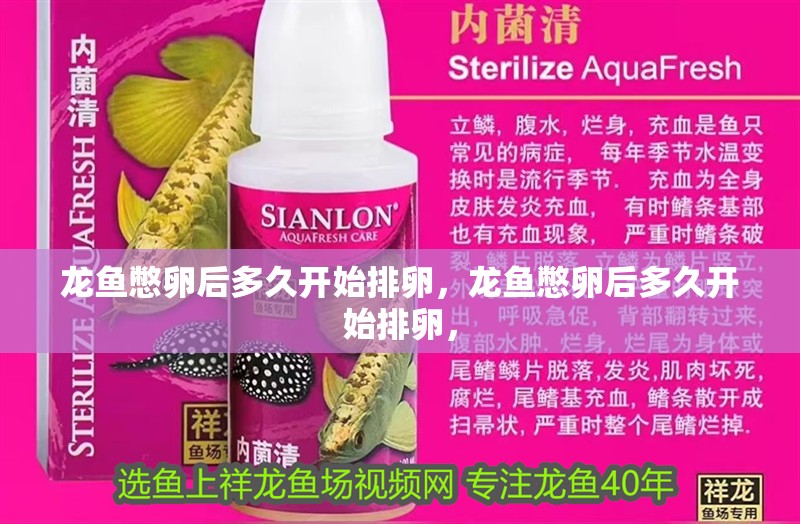 龍魚憋卵后多久開始排卵，龍魚憋卵后多久開始排卵，