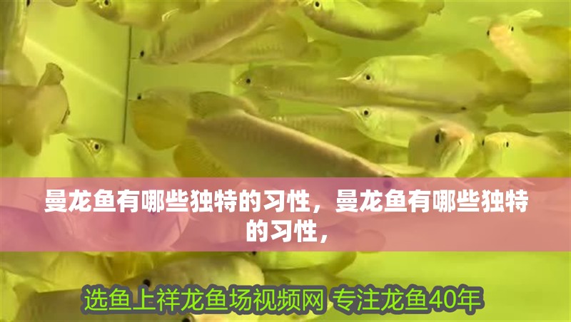 曼龍魚有哪些獨特的習性，曼龍魚有哪些獨特的習性，