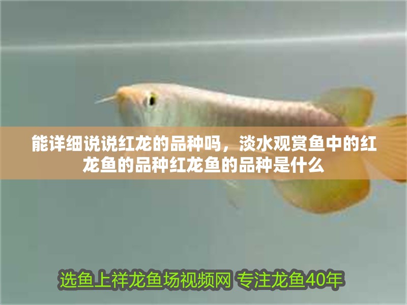 能詳細說說紅龍的品種嗎，淡水觀賞魚中的紅龍魚的品種紅龍魚的品種是什么
