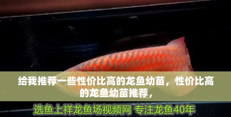 給我推薦一些性價(jià)比高的龍魚幼苗，性價(jià)比高的龍魚幼苗推薦，