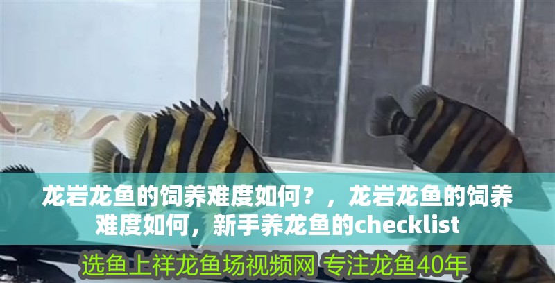 龍巖龍魚的飼養難度如何？，龍巖龍魚的飼養難度如何，新手養龍魚的checklist