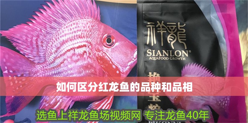 如何區(qū)分紅龍魚的品種和品相