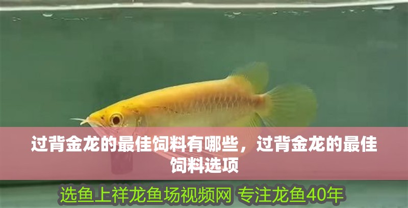 過背金龍的最佳飼料有哪些,過背金龍的最佳飼料選項