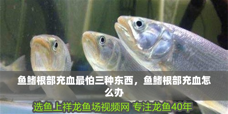 魚鰭根部充血最怕三種東西,魚鰭根部充血怎么辦