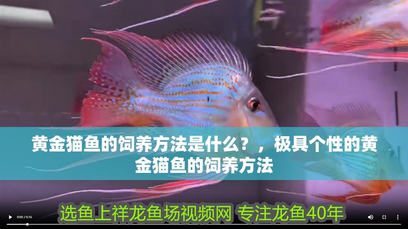 黃金貓魚的飼養(yǎng)方法是什么？，極具個性的黃金貓魚的飼養(yǎng)方法