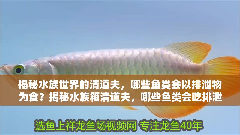 揭秘水族世界的清道夫，哪些魚類會(huì)以排泄物為食？揭秘水族箱清道夫，哪些魚類會(huì)吃排泄物？