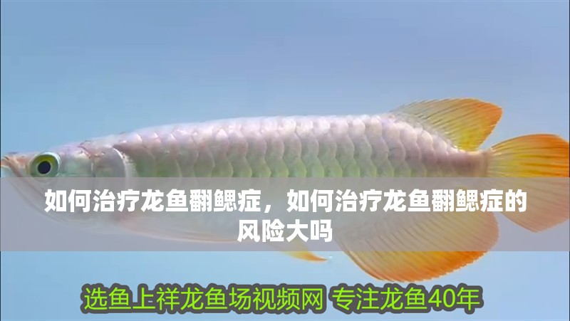 如何治療龍魚翻鰓癥,如何治療龍魚翻鰓癥的風(fēng)險大嗎