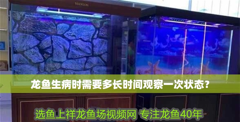 龍魚生病時需要多長時間觀察一次狀態(tài)?