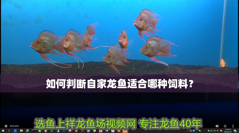 如何判斷自家龍魚適合哪種飼料?