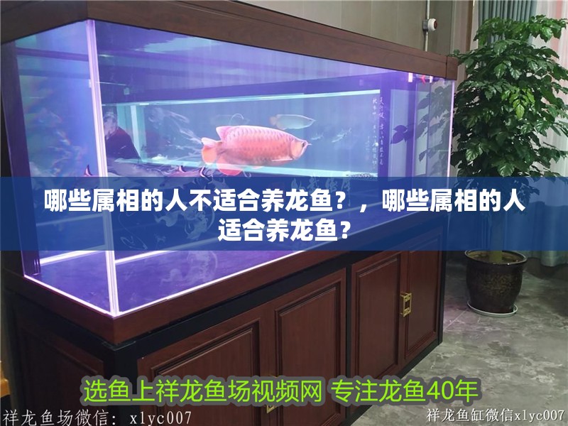 哪些屬相的人不適合養(yǎng)龍魚?,哪些屬相的人適合養(yǎng)龍魚?