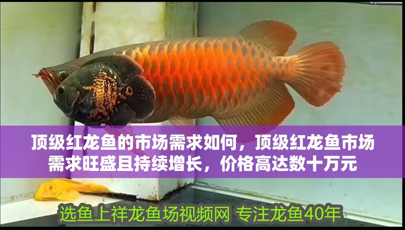 頂級(jí)紅龍魚(yú)的市場(chǎng)需求如何，頂級(jí)紅龍魚(yú)市場(chǎng)需求旺盛且持續(xù)增長(zhǎng)，價(jià)格高達(dá)數(shù)十萬(wàn)元