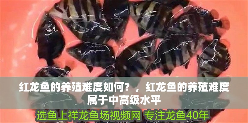 紅龍魚的養殖難度如何？，紅龍魚的養殖難度屬于中高級水平