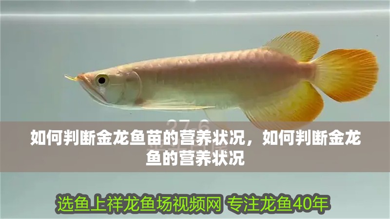 如何判斷金龍魚苗的營養狀況，如何判斷金龍魚的營養狀況