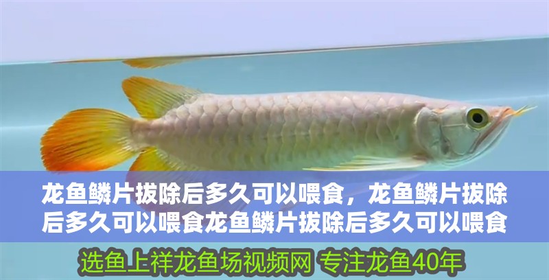 龍魚鱗片拔除后多久可以喂食，龍魚鱗片拔除后多久可以喂食龍魚鱗片拔除后多久可以喂食