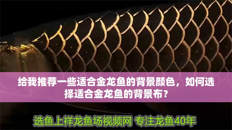給我推薦一些適合金龍魚的背景顏色，如何選擇適合金龍魚的背景布？