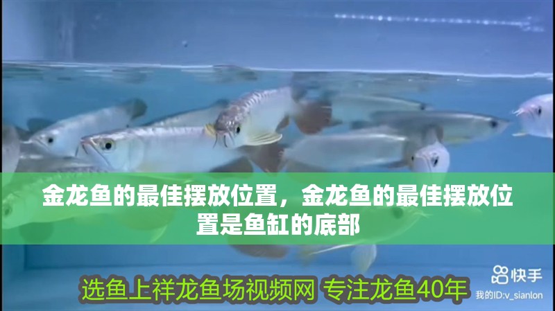 金龍魚的最佳擺放位置，金龍魚的最佳擺放位置是魚缸的底部