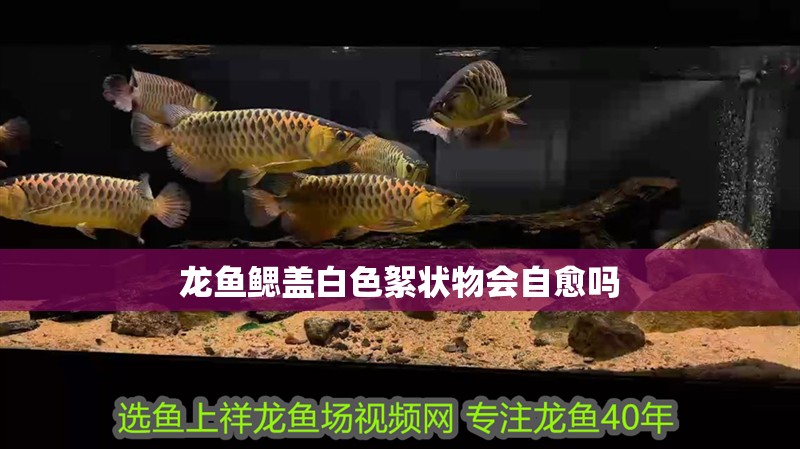 龍魚(yú)鰓蓋白色絮狀物會(huì)自愈嗎