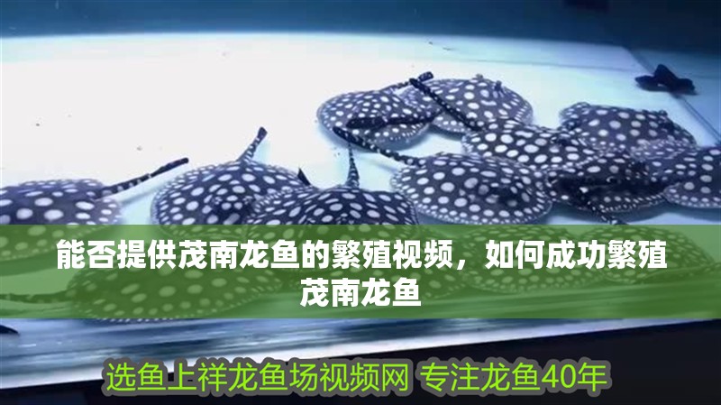 能否提供茂南龍魚的繁殖視頻，如何成功繁殖茂南龍魚