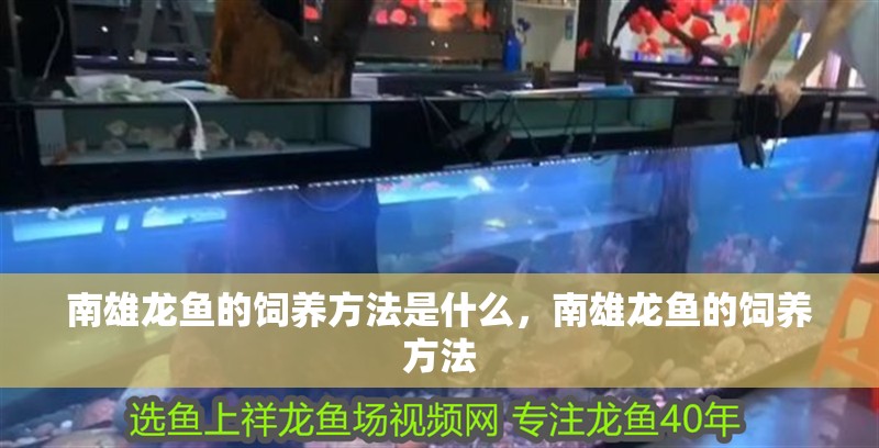 南雄龍魚的飼養方法是什么，南雄龍魚的飼養方法