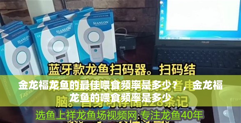 金龍福龍魚的最佳喂食頻率是多少？，金龍福龍魚的喂食頻率是多少