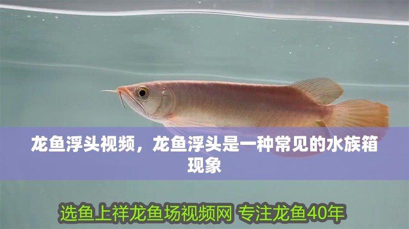 龍魚浮頭視頻，龍魚浮頭是一種常見的水族箱現象