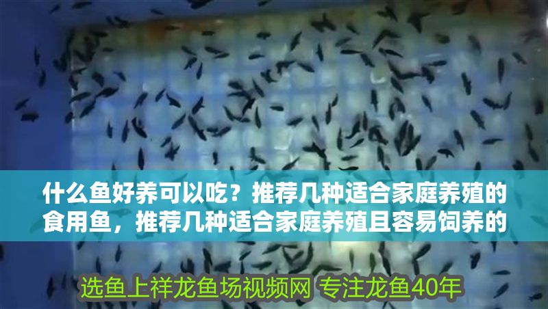 什么魚好養可以吃？推薦幾種適合家庭養殖的食用魚，推薦幾種適合家庭養殖且容易飼養的食用魚