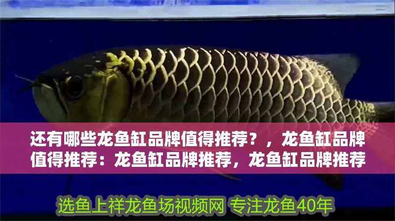 還有哪些龍魚缸品牌值得推薦？，龍魚缸品牌值得推薦：龍魚缸品牌推薦，龍魚缸品牌推薦