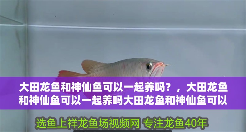 大田龍魚和神仙魚可以一起養嗎？，大田龍魚和神仙魚可以一起養嗎大田龍魚和神仙魚可以一起養嗎