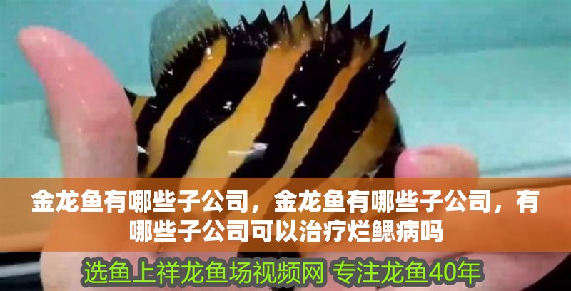 金龍魚有哪些子公司，金龍魚有哪些子公司，有哪些子公司可以治療爛鰓病嗎
