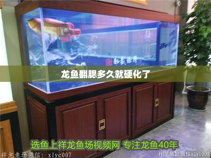 龍魚(yú)翻腮多久就硬化了