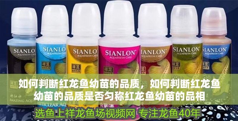 如何判斷紅龍魚幼苗的品質，如何判斷紅龍魚幼苗的品質是否勻稱紅龍魚幼苗的品相