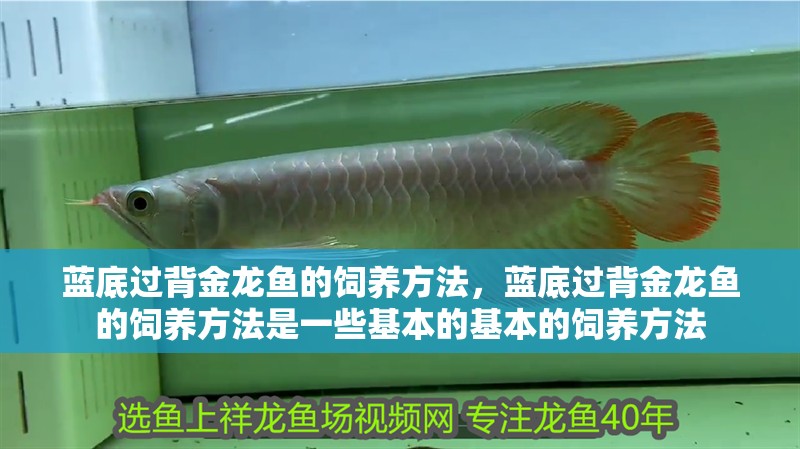 藍底過背金龍魚的飼養(yǎng)方法，藍底過背金龍魚的飼養(yǎng)方法是一些基本的基本的飼養(yǎng)方法
