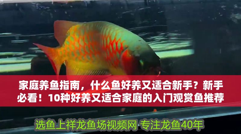 家庭養魚指南，什么魚好養又適合新手？新手必看！10種好養又適合家庭的入門觀賞魚推薦