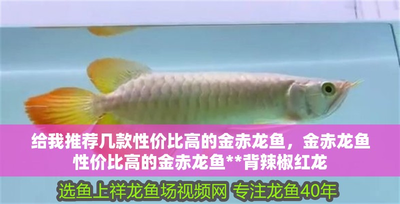 給我推薦幾款性價比高的金赤龍魚，金赤龍魚性價比高的金赤龍魚**背辣椒紅龍