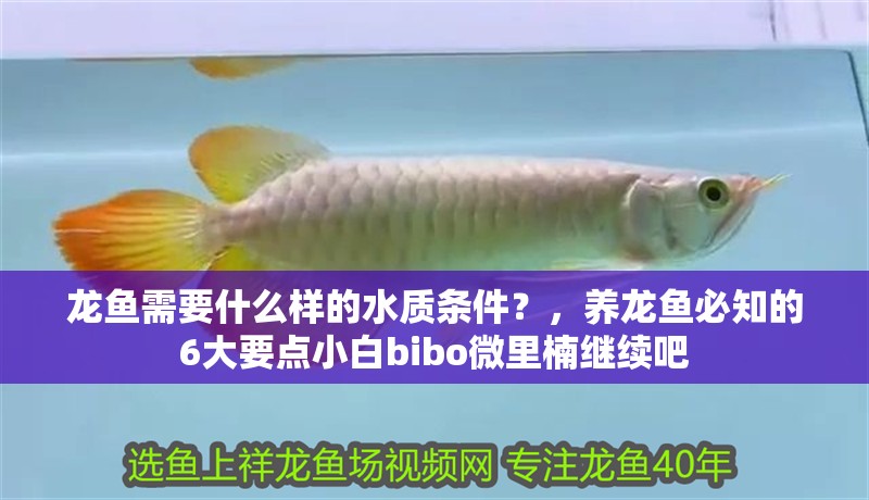 龍魚需要什么樣的水質(zhì)條件？，養(yǎng)龍魚必知的6大要點(diǎn)小白bibo微里楠繼續(xù)吧