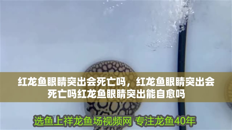 紅龍魚眼睛突出會死亡嗎，紅龍魚眼睛突出會死亡嗎紅龍魚眼睛突出能自愈嗎