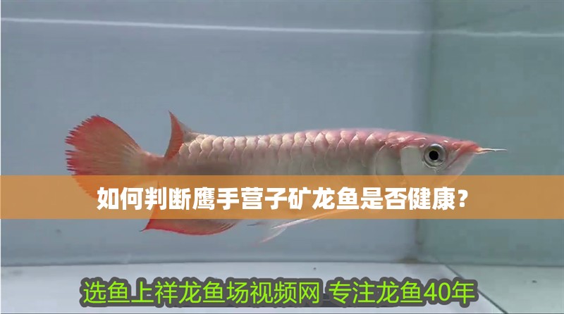如何判斷鷹手營子礦龍魚是否健康？
