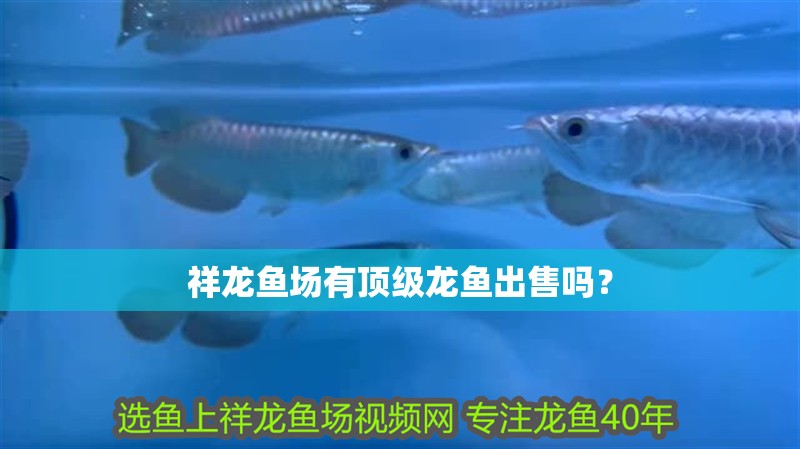 祥龍魚場有頂級龍魚出售嗎？