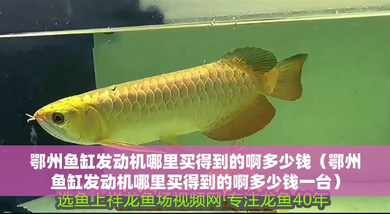 鄂州魚缸發動機哪里買得到的啊多少錢（鄂州魚缸發動機哪里買得到的啊多少錢一臺）