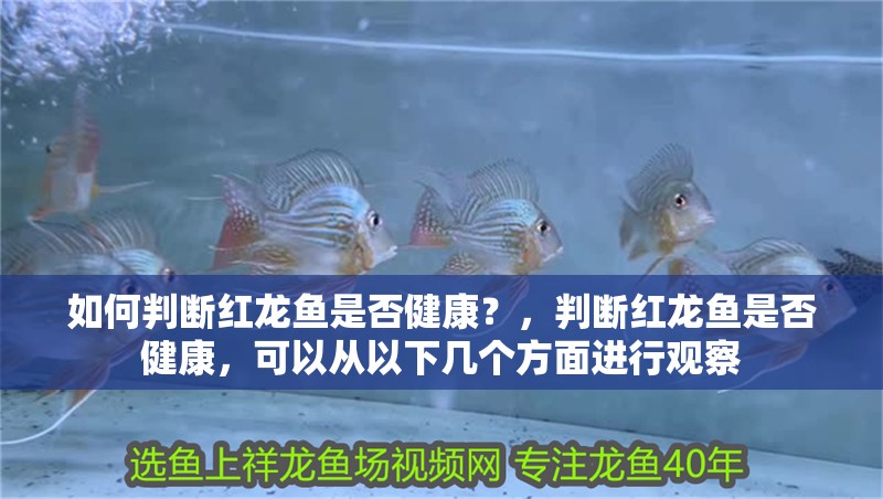如何判斷紅龍魚是否健康？，判斷紅龍魚是否健康，可以從以下幾個方面進行觀察