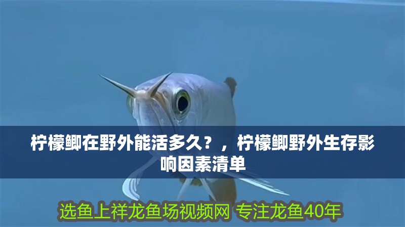 檸檬鯽在野外能活多久？，檸檬鯽野外生存影響因素清單