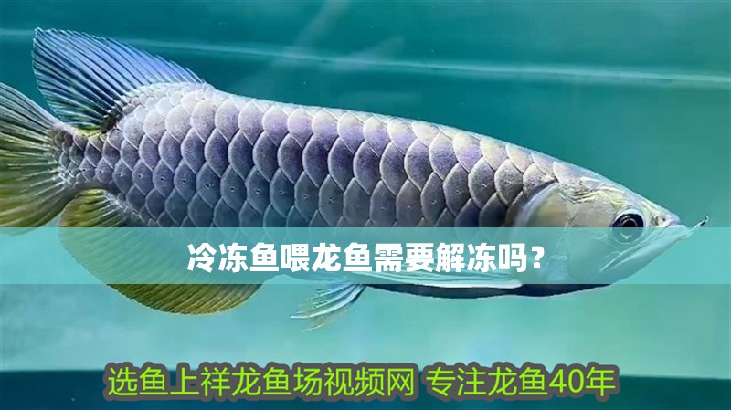 冷凍魚喂龍魚需要解凍嗎？