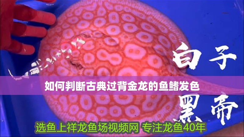如何判斷古典過背金龍的魚鰭發(fā)色