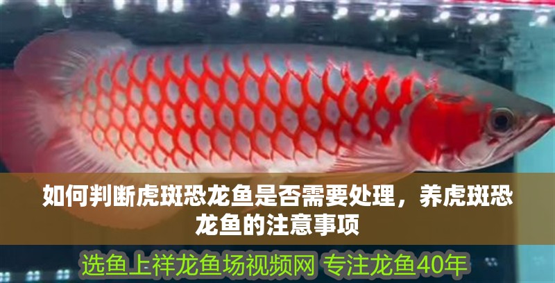 如何判斷虎斑恐龍魚是否需要處理，養虎斑恐龍魚的注意事項