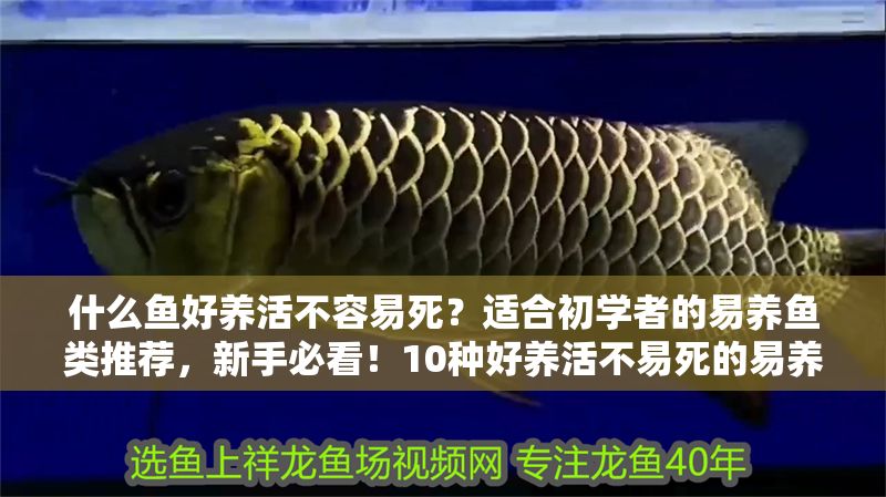 什么魚好養活不容易死？適合初學者的易養魚類推薦，新手必看！10種好養活不易死的易養魚類推薦