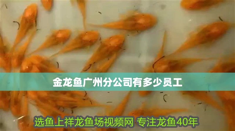 金龍魚廣州分公司有多少員工