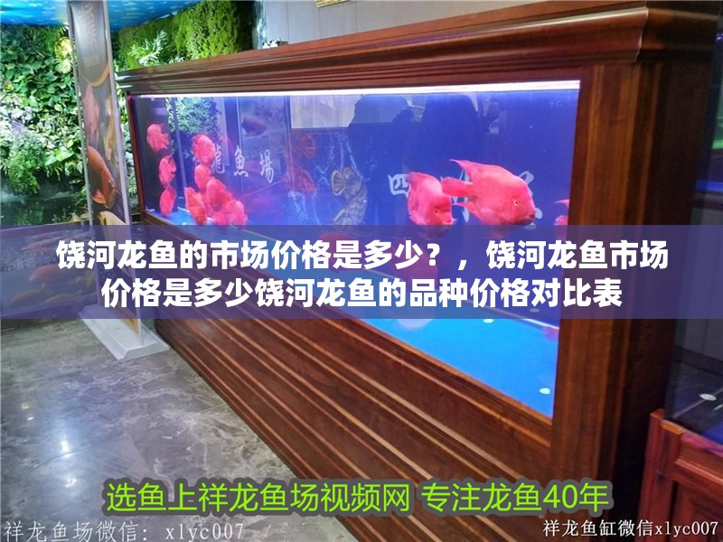饒河龍魚的市場價格是多少?,饒河龍魚市場價格是多少饒河龍魚的品種價格對比表