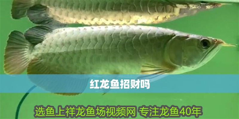 紅龍魚招財(cái)嗎